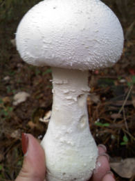 Amanita cokeri3