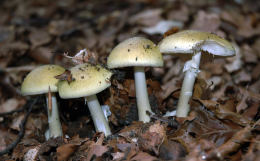 Amanita phalloides5.jpg