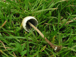 Panaeolus sphinctrinus