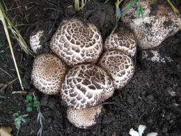 Agaricus bohusii 6