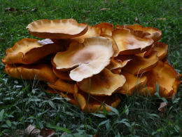 Omphalotus illudens