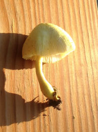 Leucocoprinus birnbaumii2