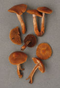 Cortinarius bulliardii2 Mushroom
