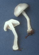 Leucoagaricus naucinus2 Mushroom