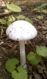 Amanita virosa2