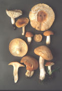 Hygrocybe pratensis2 Mushroom