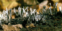 Xylaria hypoxylon2