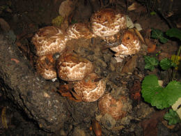 Agaricus bohusii 6