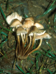 Mycena inclinata4