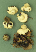 Geastrum sessile 2 Mushroom