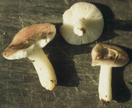 Russula fragilis2