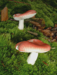 Russula maireiF