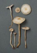 Clitocybe fragrans 2 Mushroom