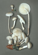 Oudemansiella mucida Mushroom