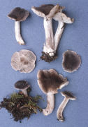 Tricholoma myomyces Mushroom