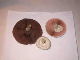 Agaricus andrewii