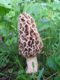 Morchella esculenta 3