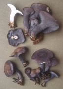 Albatrellus caeruleoporus Mushroom
