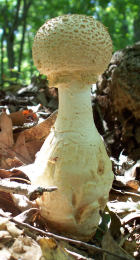 Amanita daucipus3