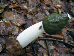 Phallus impudicus