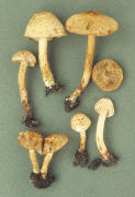 Inocybe bongardii Mushroom