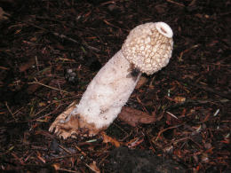 Phallus impudicus