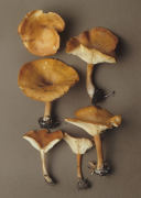 Clitocybe sinopica Mushroom