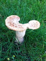 Polyporus squamosus 8