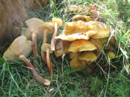 Armillaria mellea 001