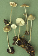 Mycena polygramma Mushroom