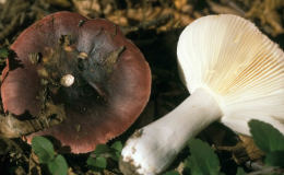 Russula krombholtzii syn atropurpurea F