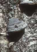 Fomes fomentarius Mushroom