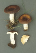 Russula brunneoviolacea2 Mushroom
