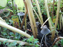 Coprinus impatiens