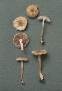 Inocybe griseolilacina2 Mushroom