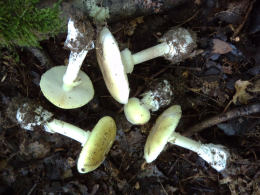 Amanita Phalloides