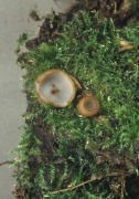 Humaria hemisphaerica2 Mushroom