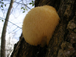 Hericium erinaceus