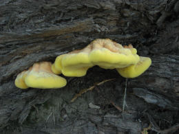 Laetiporus sulphureus   008