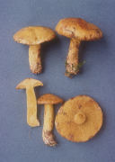 Suillus sibiricus2 Mushroom