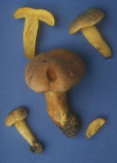 Boletus ornatipes Mushroom