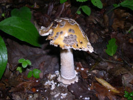 Amanita ceciliae3