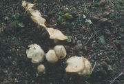 Inocybe patouillardiiF Mushroom