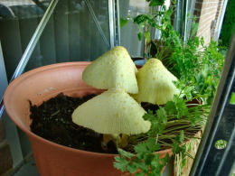 Leucocoprinus birnbaumii2