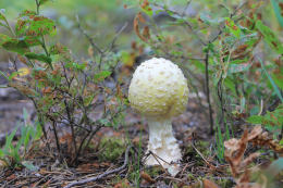 Amanita muscaria 26