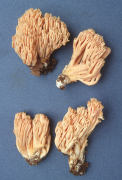 Ramaria acrisiccescens Mushroom