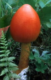 Amanita caesaria Fld