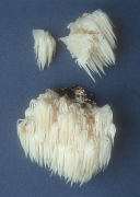 Hericium coralloides2 Mushroom