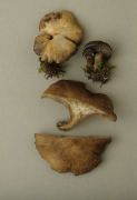 Rhodocybe popinalis Mushroom