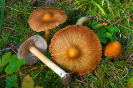 Inocybe praetervisa